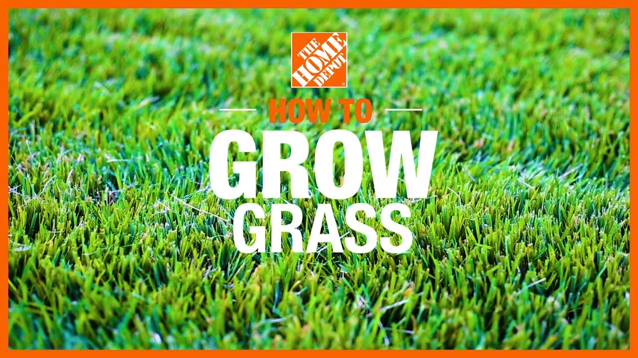 Smart Ways to Grow Grass in 2025: Essential Tips for a Lush Lawn