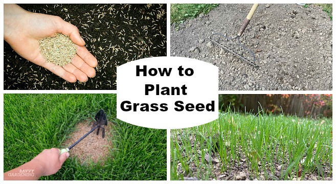 Efficient ways to grow grass