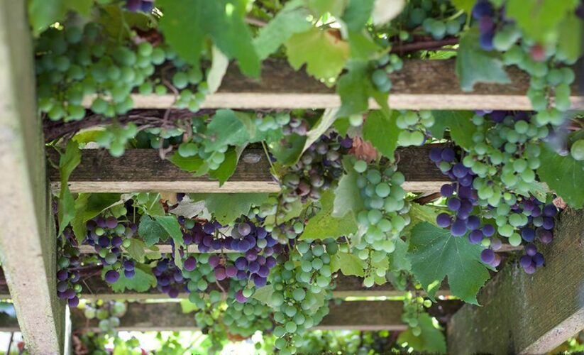 Effective Ways to Grow Grapes Successfully in 2025: Discover Proven Tips