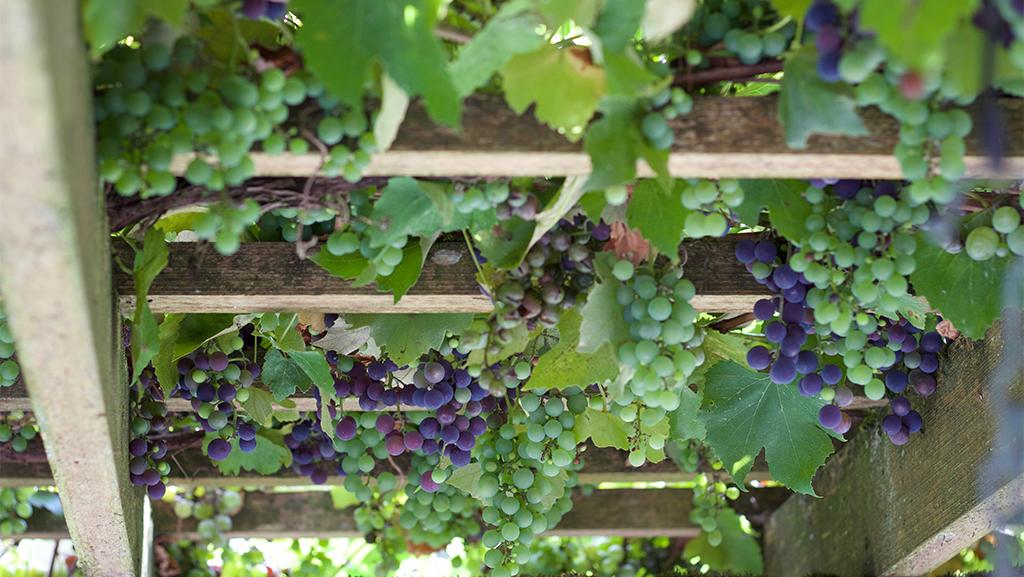 Effective Ways to Grow Grapes Successfully in 2025: Discover Proven Tips