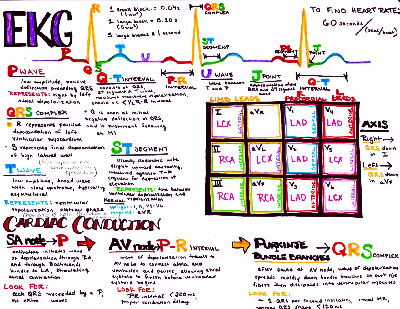 Smart Guide to How to Read an EKG: Essential Steps for 2025