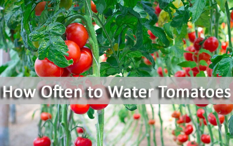 Smart Ways to Efficiently Water Tomatoes for Optimal Growth in 2025