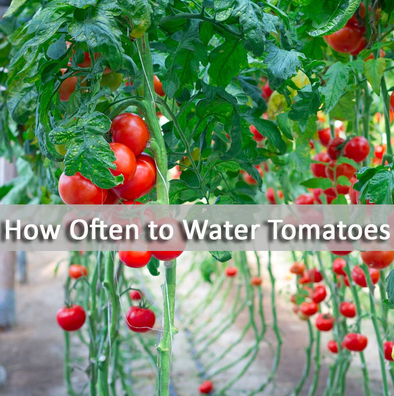 Smart Ways to Efficiently Water Tomatoes for Optimal Growth in 2025