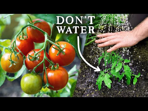 Watering frequency for tomatoes like these ones