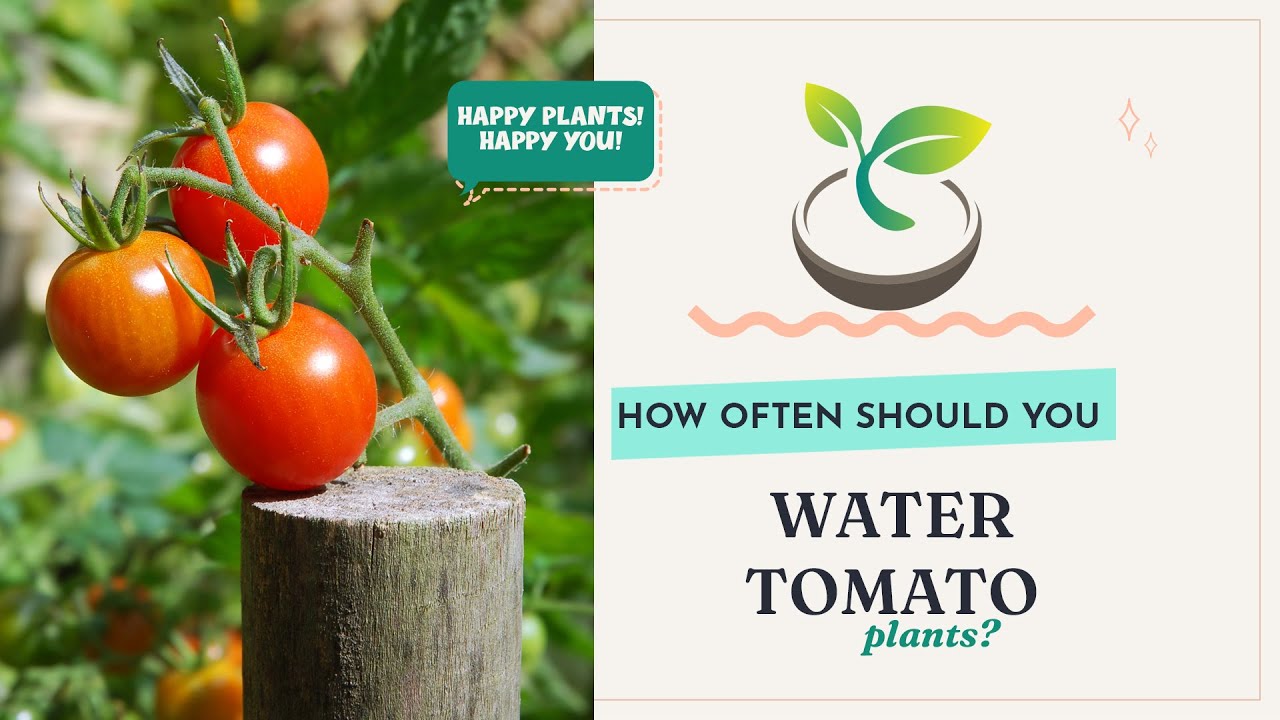 Best practices for watering tomato plants