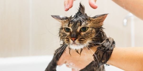 How to Properly Give a Cat a Bath: Essential Tips for a Stress-Free Experience in 2025