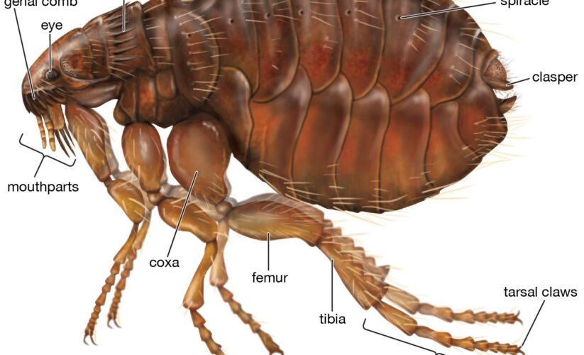 Effective Ways to Get Rid of Fleas in Your House: Proven Tips for 2025