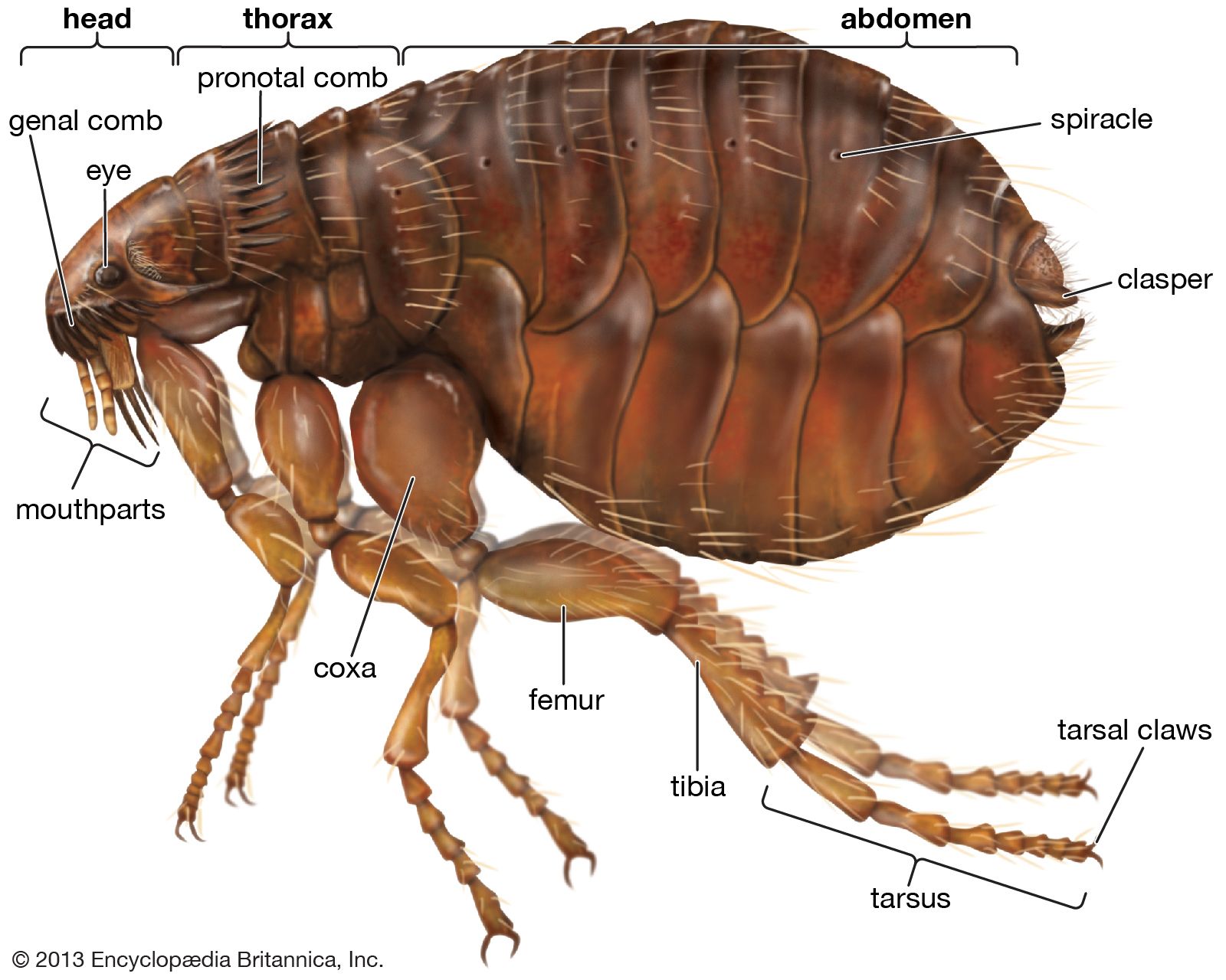 Effective Ways to Get Rid of Fleas in Your House: Proven Tips for 2025