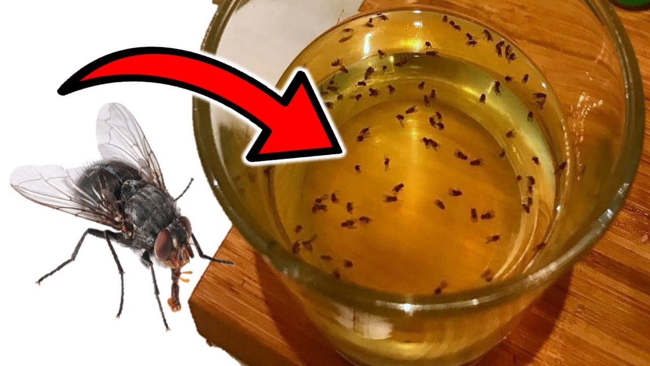 How to get rid of flies inside