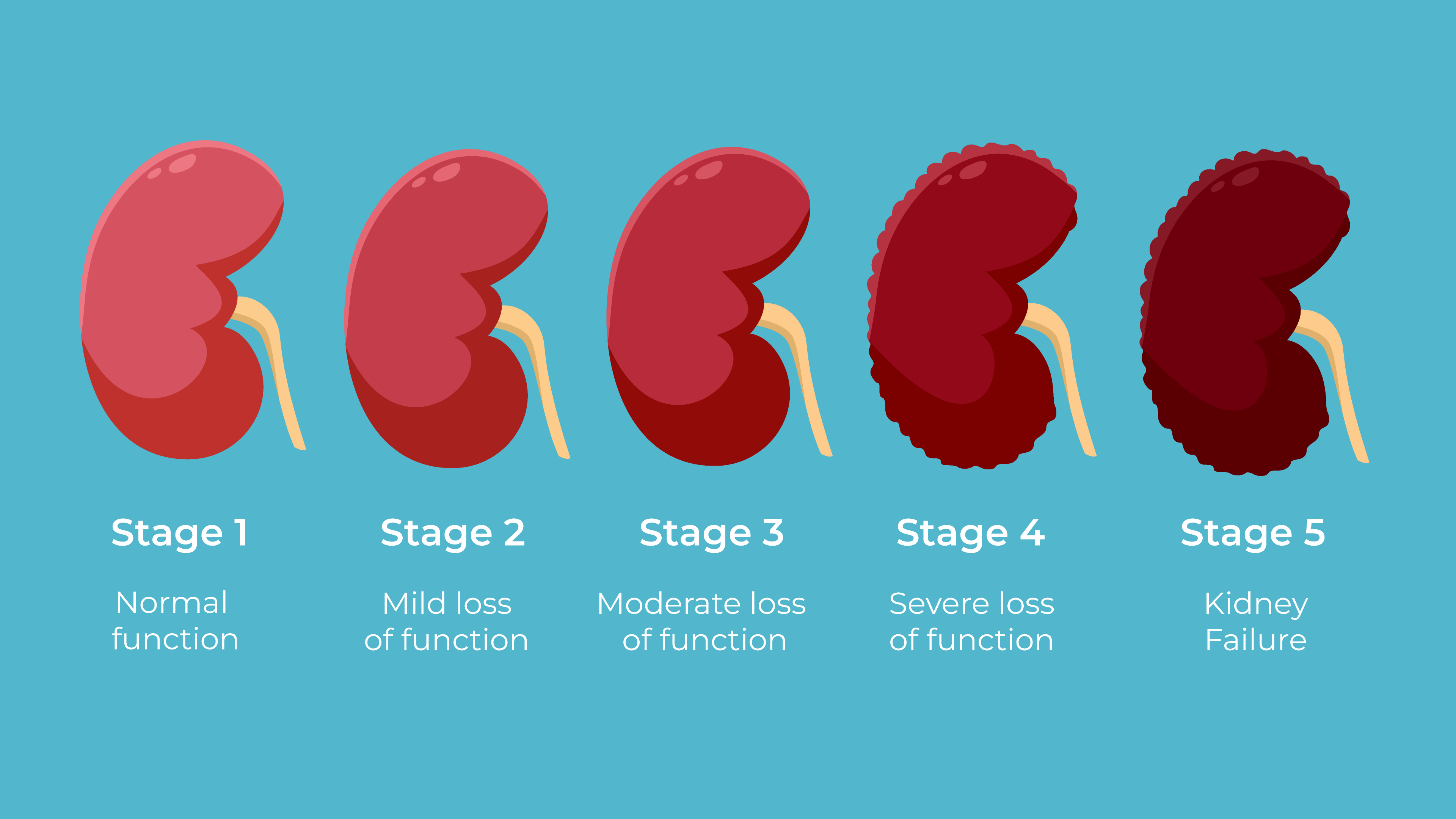 How to Properly Check Kidney Function at Home: 5 Effective Methods for Health Monitoring in 2025