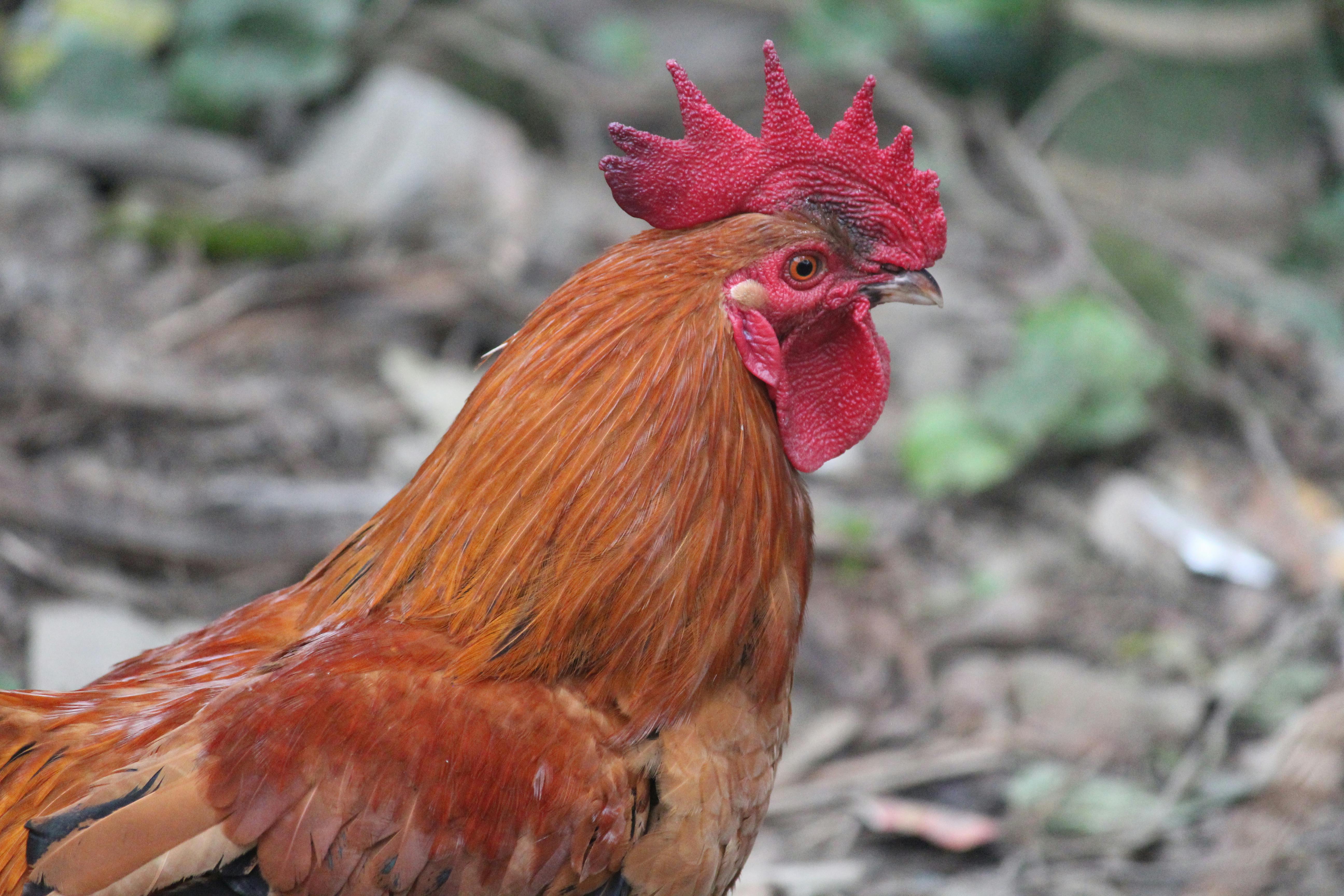 Velvet Chicken Preparation