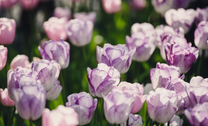 Best 5 Methods for Planting Tulip Bulbs in 2025: Discover Proven Solutions!