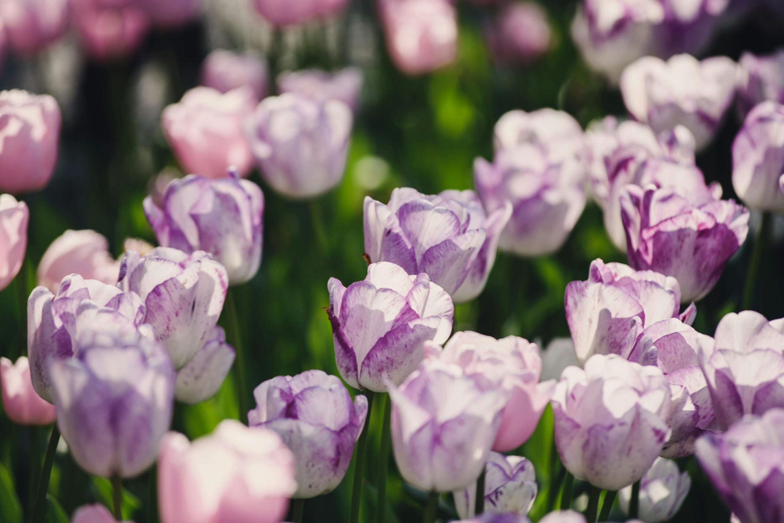 Best 5 Methods for Planting Tulip Bulbs in 2025: Discover Proven Solutions!